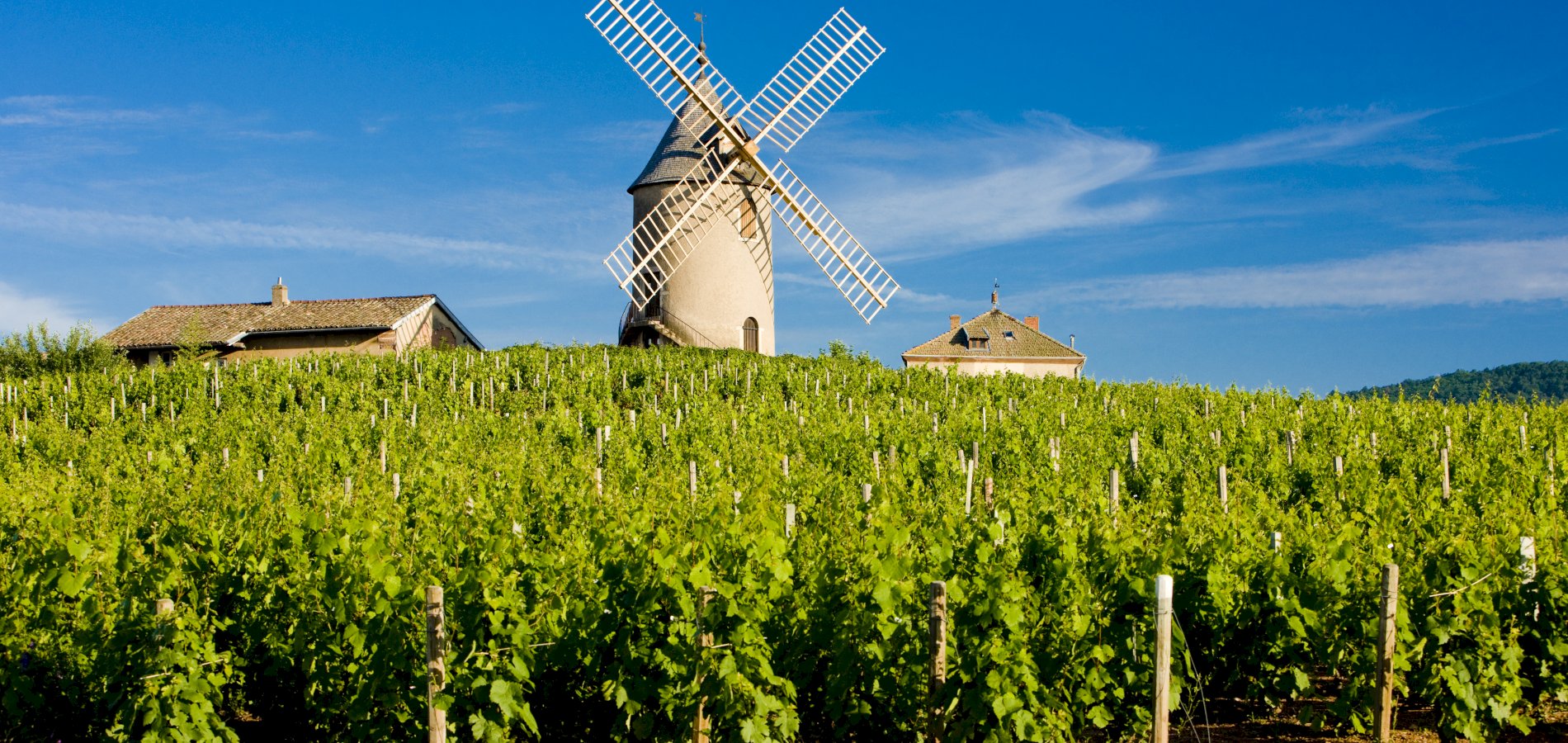Ophorus Tours - Beaujolais Highlights: Half-Day Wine Experience from Lyon