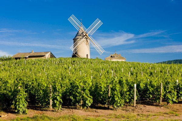 Ophorus Tours - Beaujolais Highlights: Half-Day Wine Experience from Lyon
