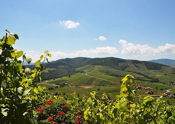 Ophorus Tours - Beaujolais Highlights: Half-Day Wine Experience from Lyon
