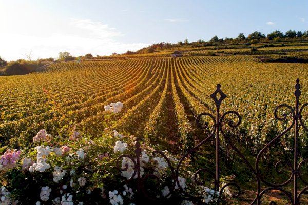 Ophorus Tours - 4-Day Small Group Burgundy Package - Dijon - 4* Hotel