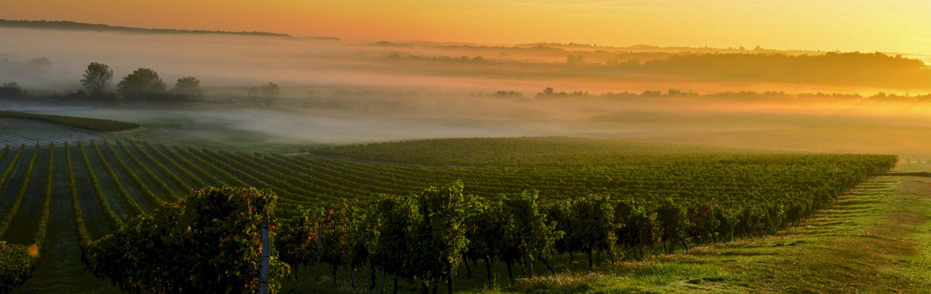 Ophorus Tours - Medoc Wine Immersion Full-Day Bordeaux Vineyard Tour