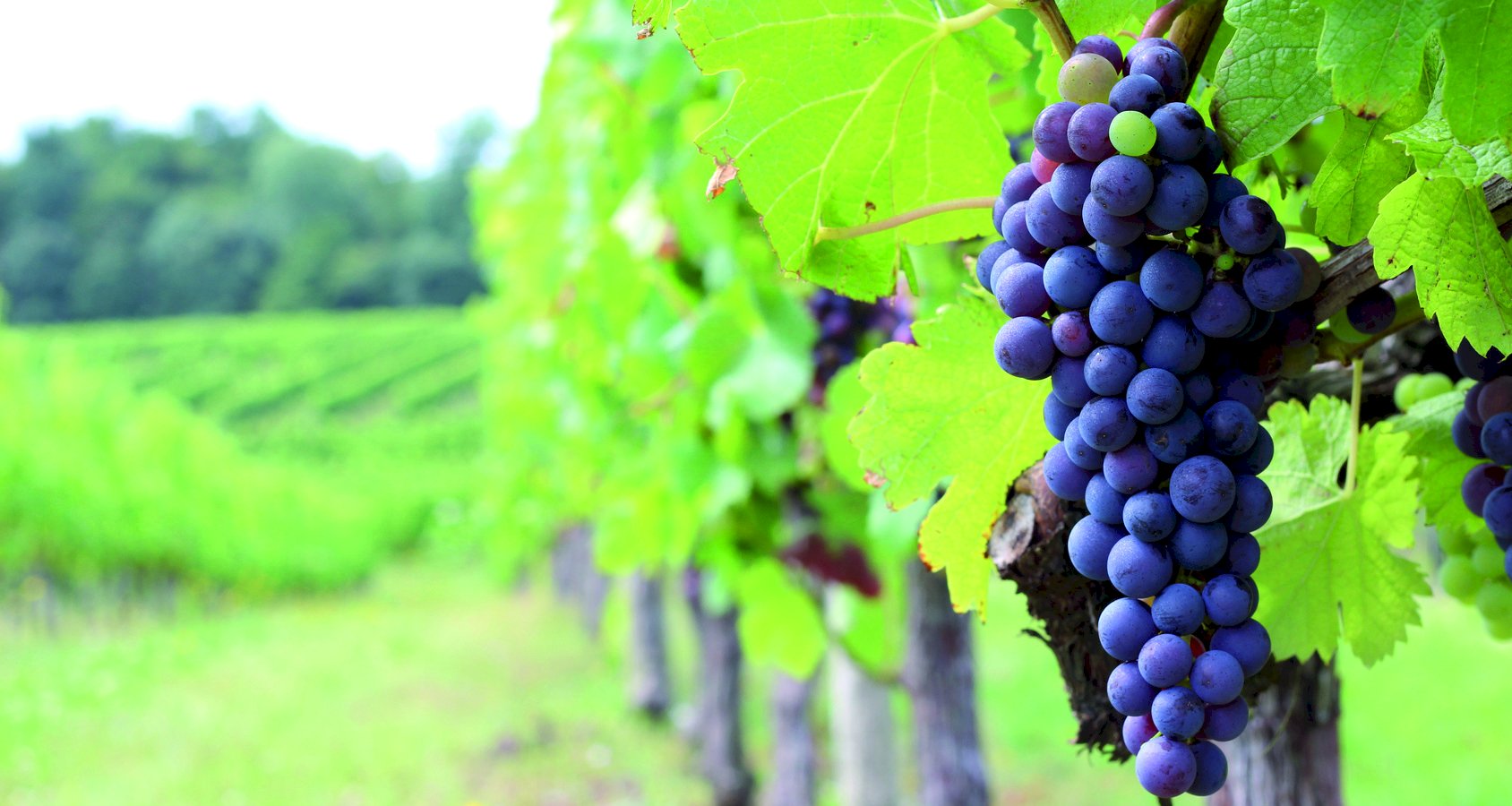 Ophorus Tours - 5-Day Private Grands Crus Bordeaux Wine Tour Packages - 3* Hotel