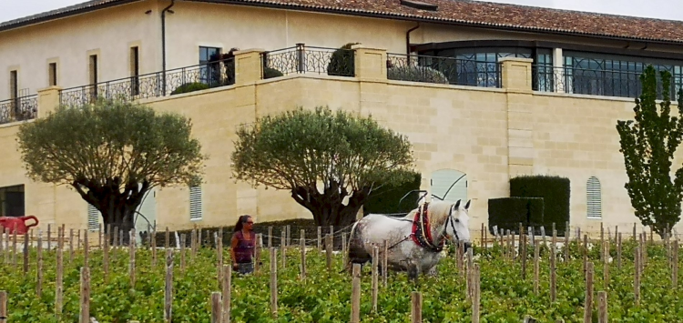 Ophorus Tours - Bordeaux to Saint-Émilion: Private Wine & Monuments Tour from Bordeaux