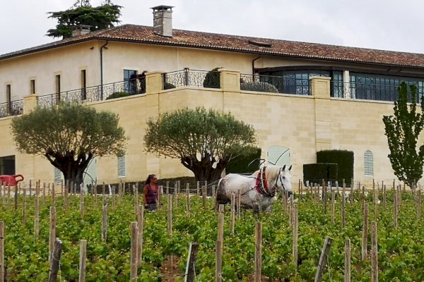 Ophorus Tours - Bordeaux to Saint-Emilion: Private Wine Tastings & Monuments Tour