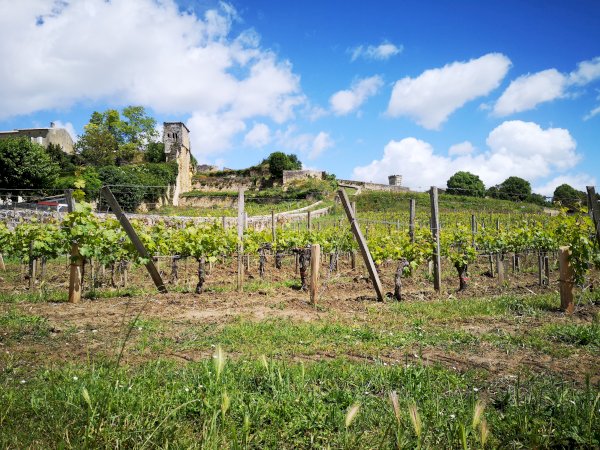 Ophorus Tours - Bordeaux to Saint-Émilion: Private Wine Tastings & Monuments Tour
