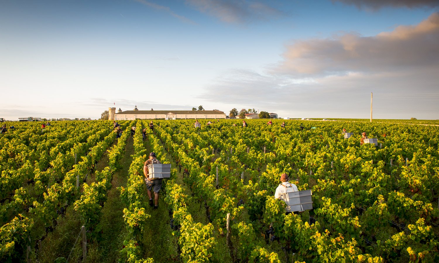 Ophorus Tours - Explore Medoc Wineries: Private Shore Trip from Le Verdon