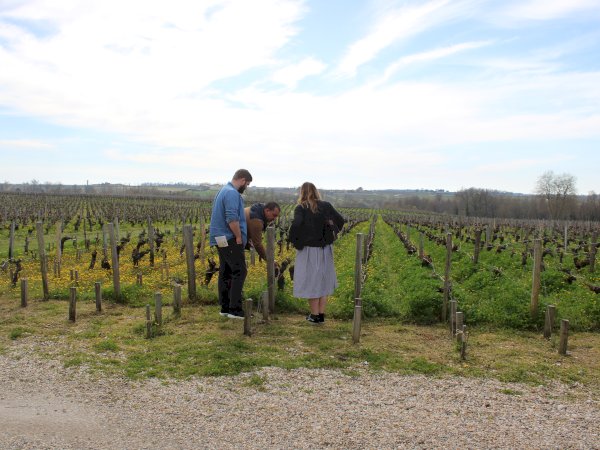 Ophorus Tours - Explore Medoc Wineries: Private Shore Trip from Le Verdon