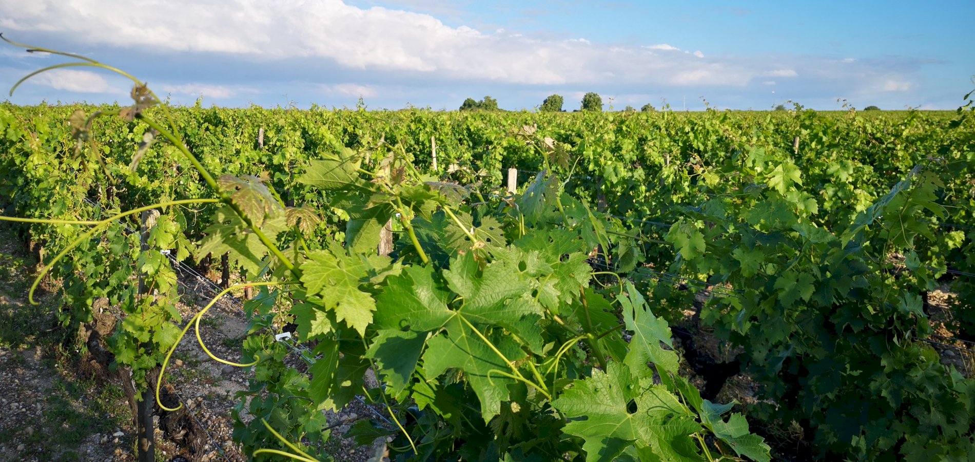 Ophorus Tours - From Pauillac Cruise Port Médoc Wine Tour Private Shore Excursion