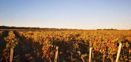 Ophorus Tours - From Pauillac Cruise Port Médoc Wine Tour Private Shore Excursion