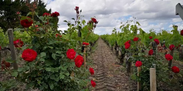 Médoc Wine Tour Small Group Half-Day Trip from Bordeaux