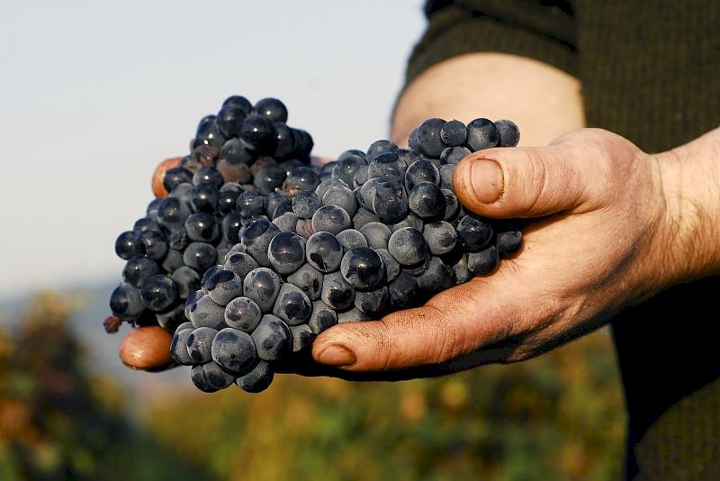 Ophorus Tours - Indulge in Burgundy's Grand Crus: Private Wine Tour from Beaune