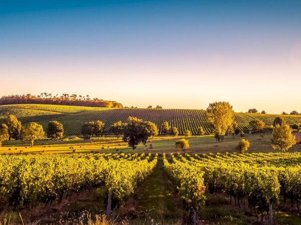 Ophorus Tours - 5-Day Private Grands Crus Bordeaux Wine Tours Package - 4* Hotel