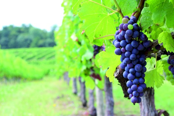 Ophorus Tours - 5-Day Private Grands Crus Bordeaux Wine Tours Package - 4* Hotel