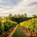 A Médoc Winery Visit and Tasting