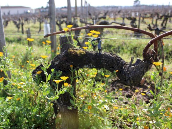 Ophorus Tours - Wine Lover's Paradise: Medoc Wine Tour from Bordeaux Port