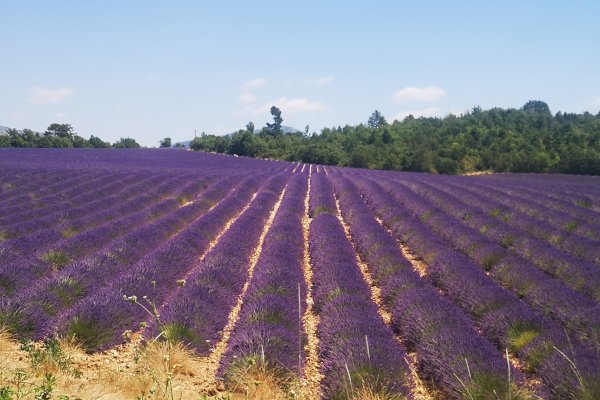 Ophorus Tours - 5-Day Private Provence Package - 3* Hotel