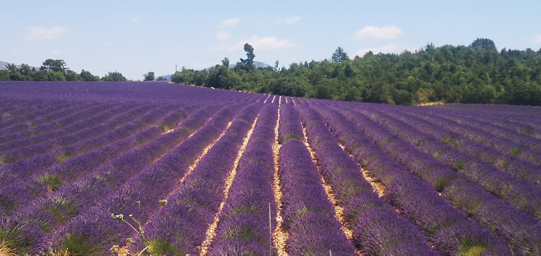 Ophorus Tours - 5-Day Private Provence Package - 5* Hotel