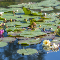 Discover the Water Garden