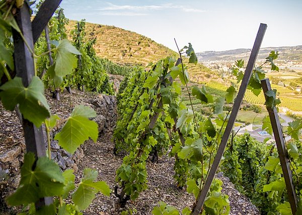 Ophorus Tours - Taste Northern Rhône Wines: Private Half-Day Tour from Lyon