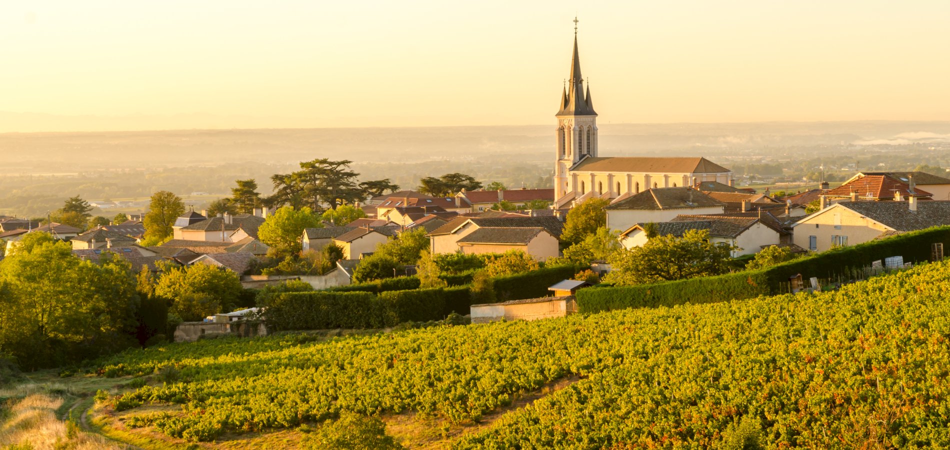 Ophorus Tours - Taste Northern Rhône Wines: Private Half-Day Tour from Lyon