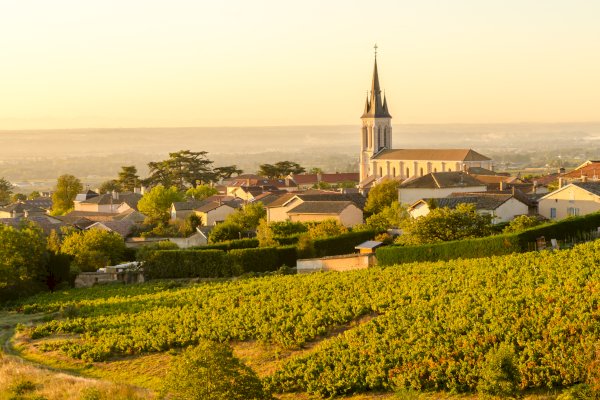 Ophorus Tours - Taste Northern Rhône Wines: Private Half-Day Tour from Lyon