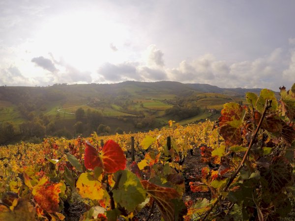 Ophorus Tours - Taste Northern Rhône Wines: Private Half-Day Tour from Lyon