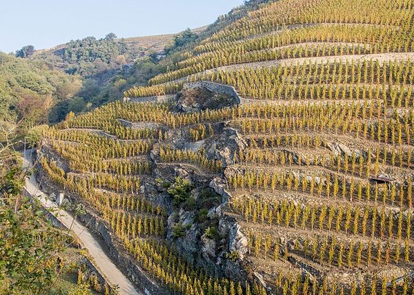 Ophorus Tours - Taste Northern Rhône Wines: Private Half-Day Tour from Lyon