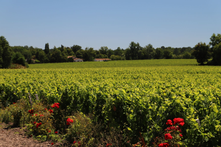 Ophorus Tours - The Bordeaux Wine Explorer: Private Saint-Emilion Tour to Graves & Sauternes