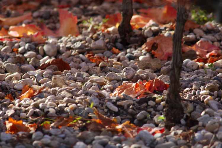 Ophorus Tours - The Bordeaux Wine Explorer: Private Saint-Emilion Tour to Graves & Sauternes