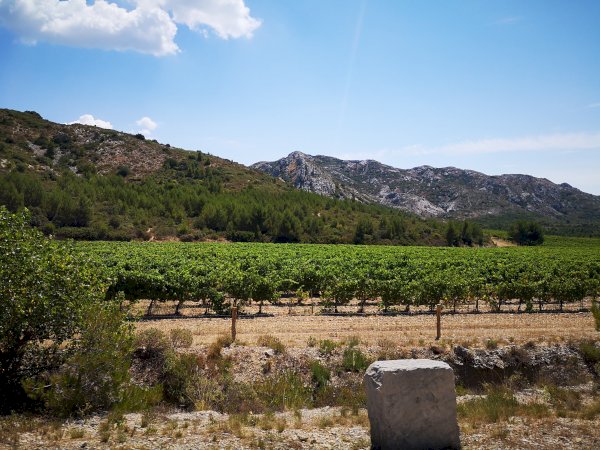 Ophorus Tours - Luxury Private Provence Tour from Avignon: Arles & Saint-Rémy Highlights