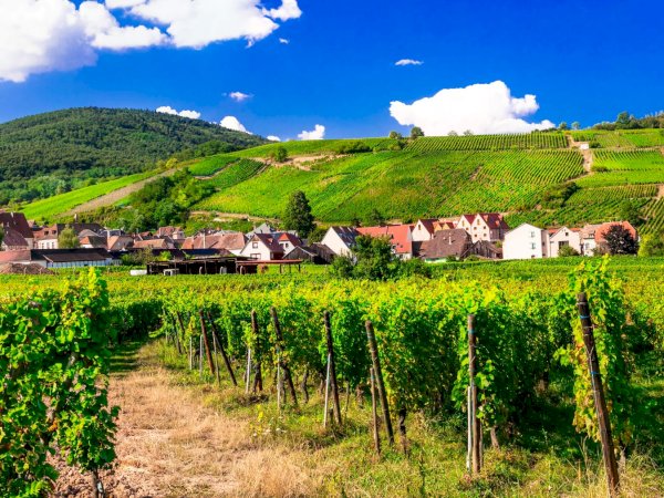 Ophorus Tours - Private Alsace Wine & Vineyards Tour from Kehl