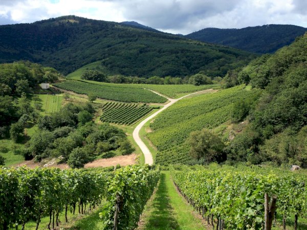 Ophorus Tours - Private Alsace Wine & Vineyards Tour from Kehl