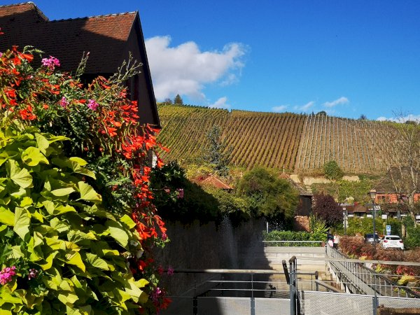 Ophorus Tours - Private Alsace Wine Tour – 3 Wineries from Breisach
