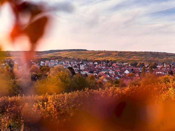 Ophorus Tours - Private Alsace Wine Tour – 3 Wineries from Breisach