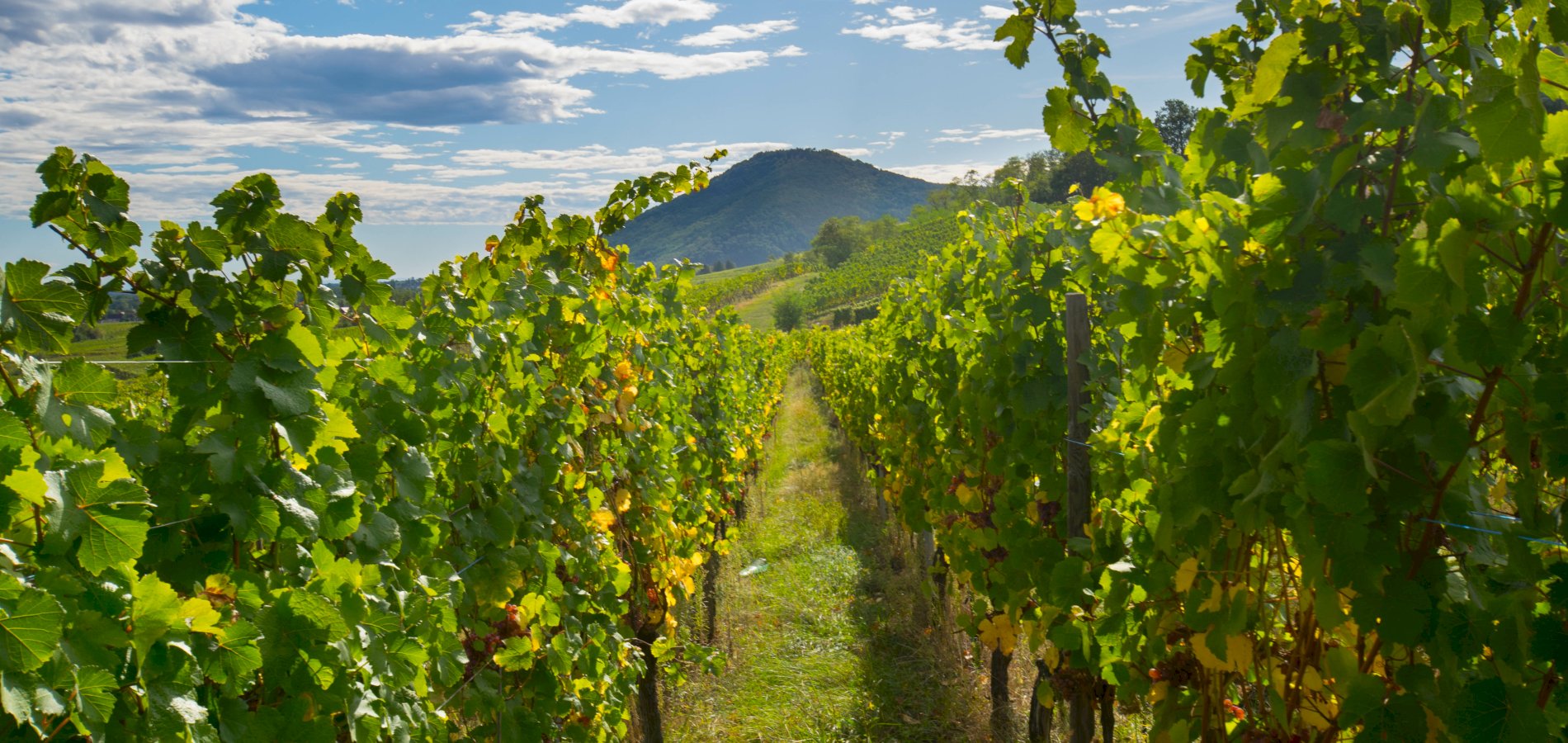 Ophorus Tours - Private Alsace Wine Tour – 3 Wineries from Breisach