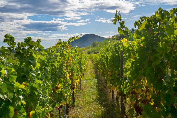 Ophorus Tours - Private Alsace Wine Tour – 3 Wineries from Breisach
