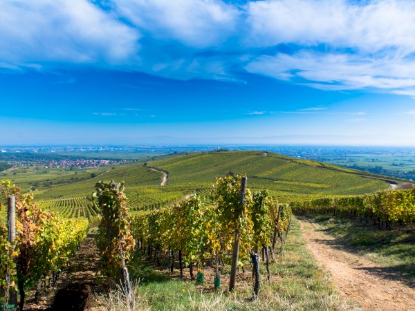 Ophorus Tours - Private Alsace Wine Tour – 3 Wineries from Breisach
