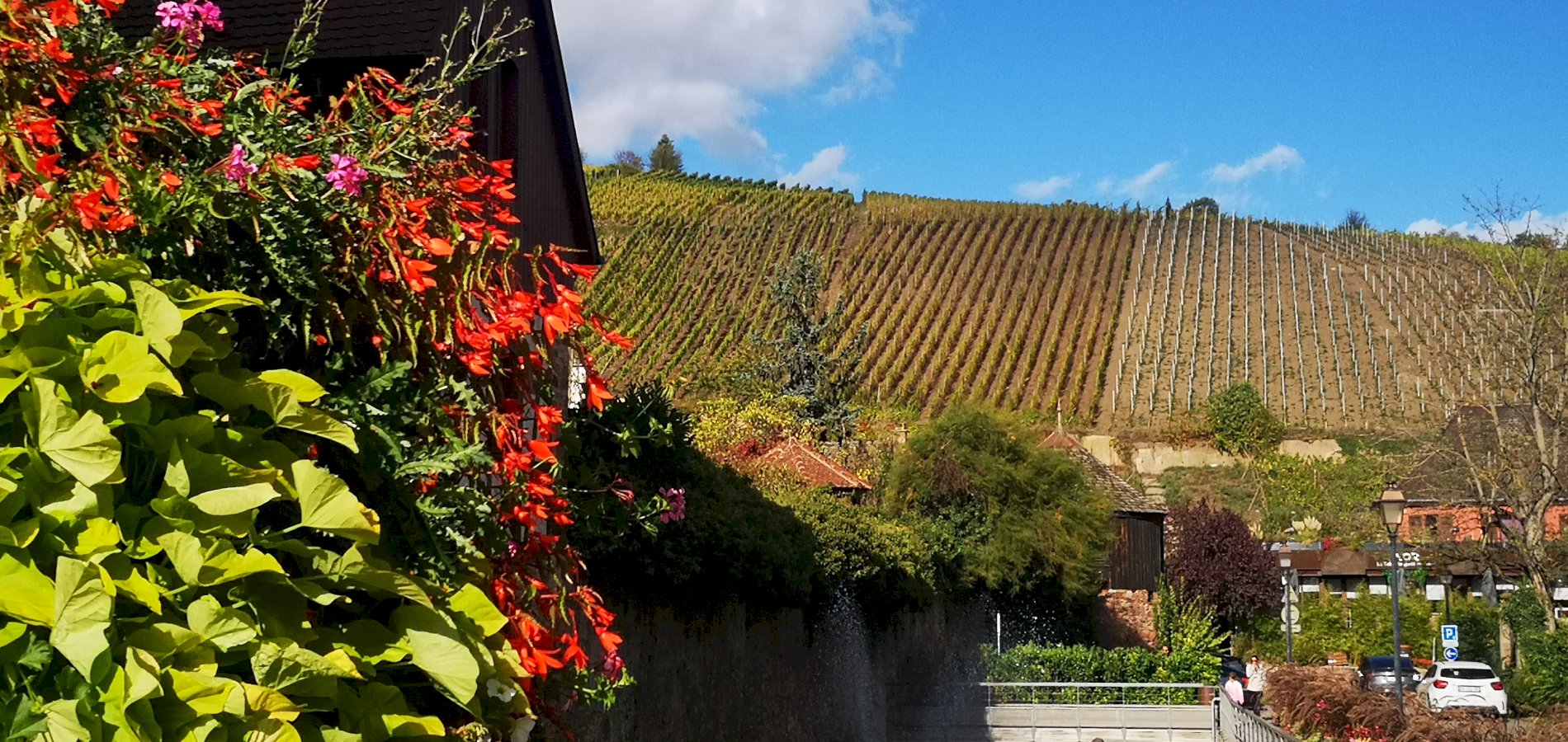 Ophorus Tours - Private Alsace Wine Tour from Strasbourg River Cruise Port