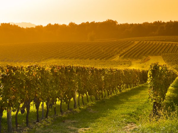 Ophorus Tours - Private Alsace Wine Tour from Strasbourg River Cruise Port