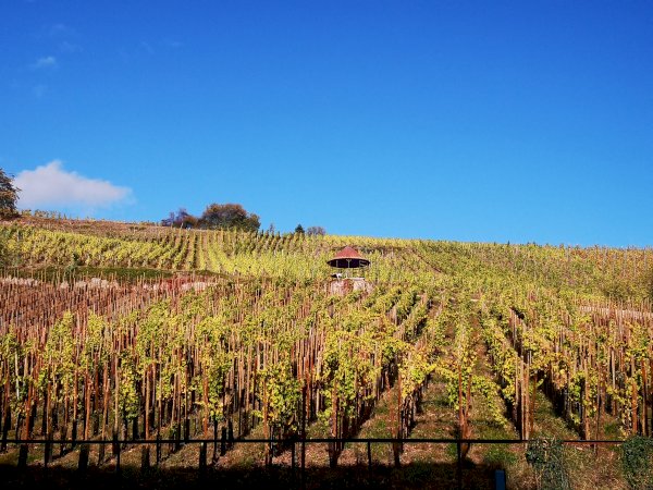 Ophorus Tours - Private Alsace Wine Tour from Strasbourg River Cruise Port