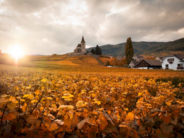 Ophorus Tours - Private Alsace Wine Tour from Strasbourg River Cruise Port