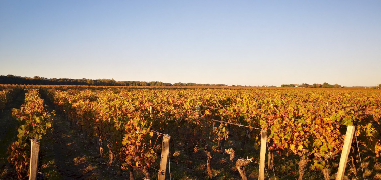 Ophorus Tours - Durfort-Vivens Private Grand Cru Wine Experience in Margaux