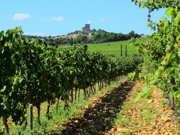 Ophorus Tours - Private Châteauneuf-du-Pape Wine Shore Excursion from Avignon