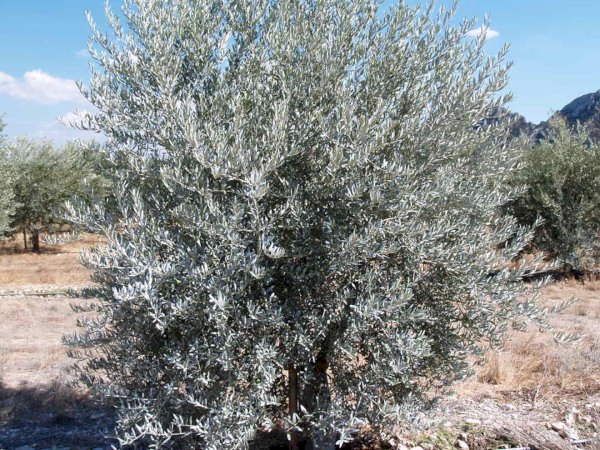 Ophorus Tours - Saint-Rémy & Olive Oil Tasting – Avignon River Cruise Shore Excursion