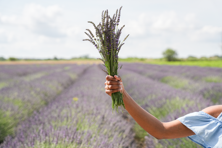 Ophorus Tours - Private Lavender, Essential Oils & Perfume Workshop from Aix-en-Provence