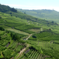Winery Visit