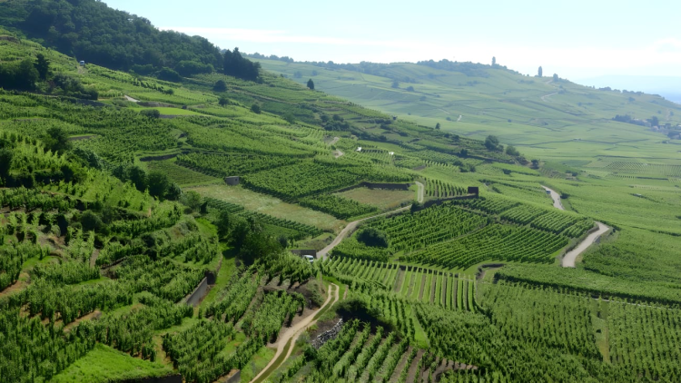 Ophorus Tours - Alsace Vineyards Wine Tasting Tour from Strasbourg