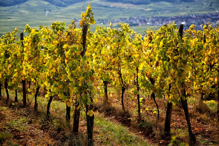 Ophorus Tours - Alsace Vineyards Wine Tasting Tour from Strasbourg