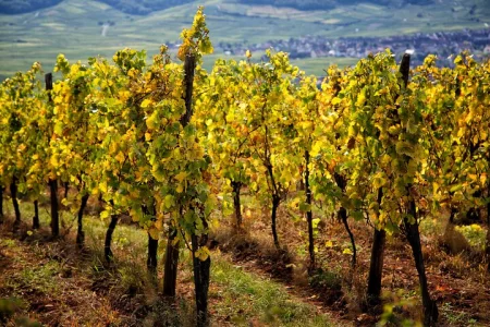 Alsace Vineyards Wine Tasting Tour from Strasbourg