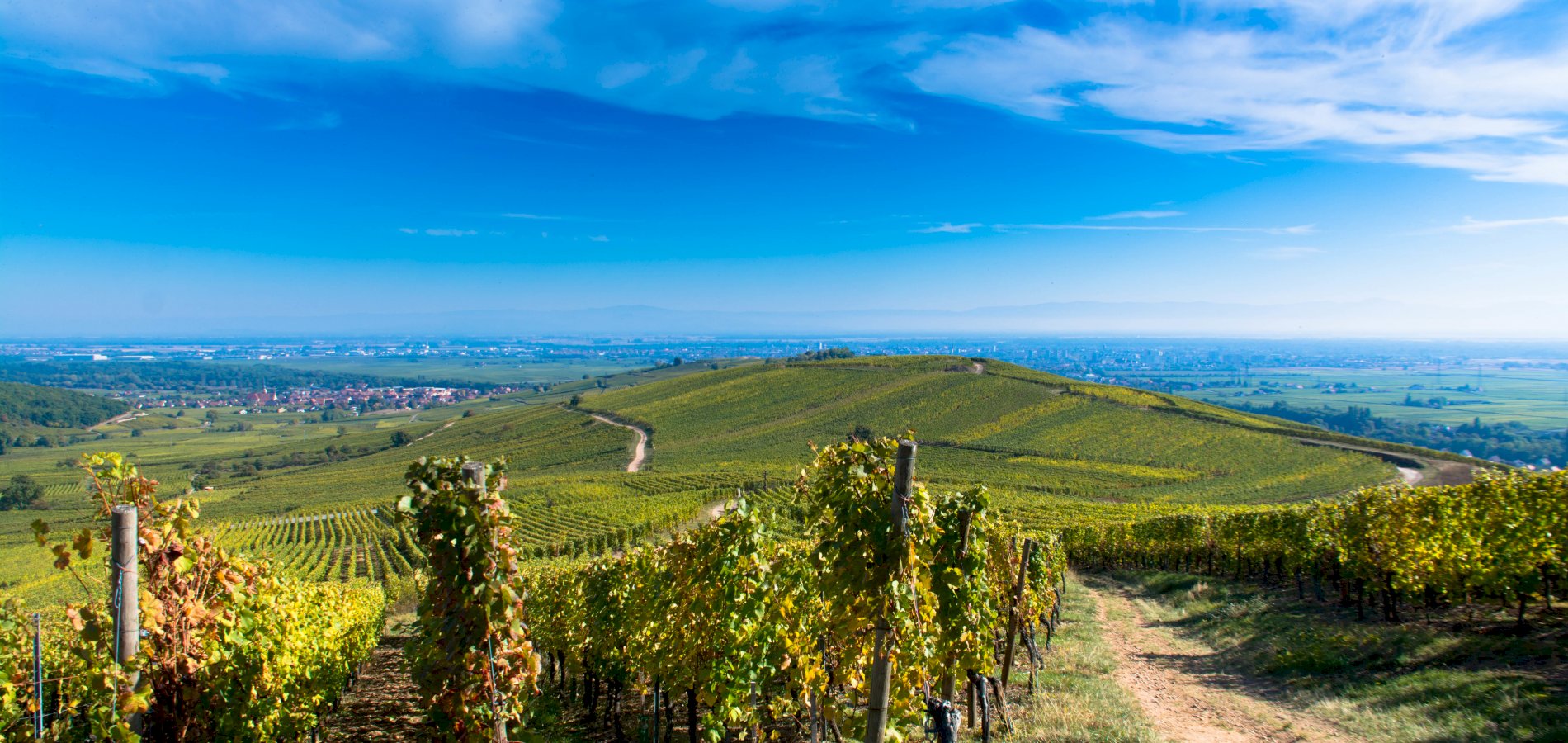 Ophorus Tours - Alsace Vineyards Wine Tasting Tour from Strasbourg